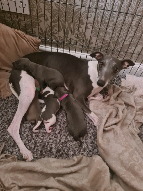 whippet puppies gumtree